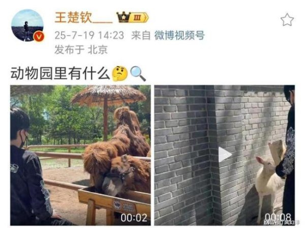 金御优配 王楚钦喂骆驼 动物园里的短暂休息
